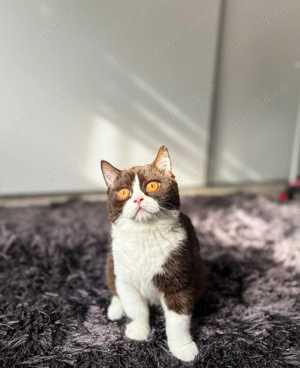 British shorthair chocolate bicolor