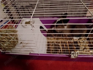 Gazduiesc animale de companie MICI si PISICI CASTRATE - pet sitter - imagine 2