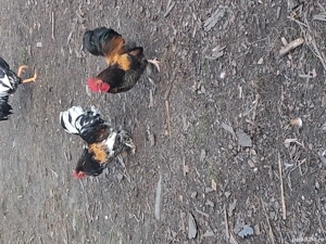 cocoși de vanzare  - imagine 4