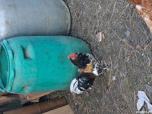 cocoși de vanzare  - imagine 2