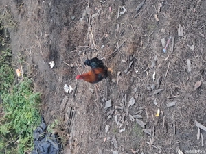 cocoși de vanzare  - imagine 5