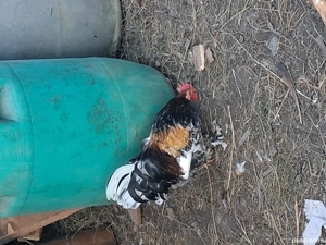 cocoși de vanzare  - imagine 3