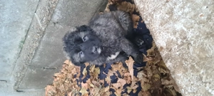 Vand 4 catele ciobanesc caucazian 