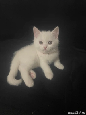 Pui british shorthair