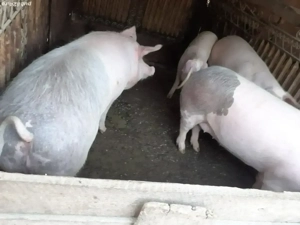 porci crescuți în gospodărie proprie Dragodana 