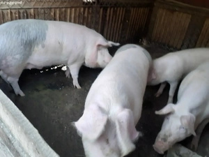 porci crescuți în gospodărie proprie Dragodana  - imagine 3