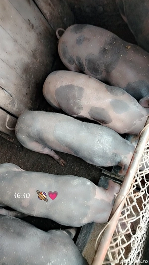 Vând. Urgent  - imagine 2