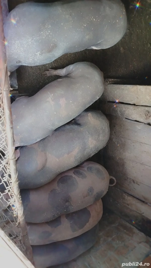 Vând. Urgent  - imagine 3