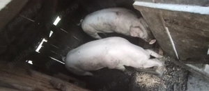 Vând unul dintre cei doi porci - imagine 2