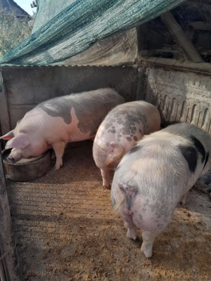 Porci de vanzare  - imagine 2