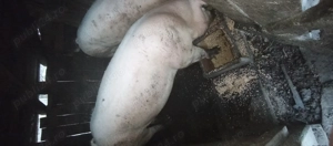 Vând unul dintre cei doi porci - imagine 3