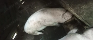 Vând unul dintre cei doi porci - imagine 4