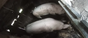 Vând unul dintre cei doi porci