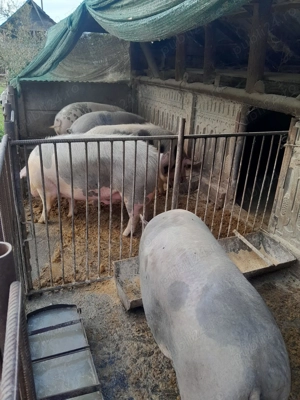 Porci de vanzare 