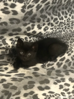 British Shorthair bleack - imagine 3