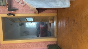 British shorthair chocolate  - imagine 3