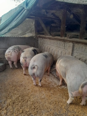 Porci de vanzare  - imagine 3