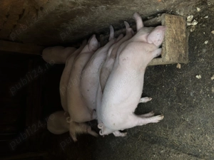 Vând purcei 12 săptămâni 