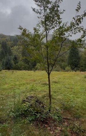   Teren de vânzare 5.678 mp   Câmpul lui Neag, Hunedoara | Lângă Pensiunea Retezat | Negociabil