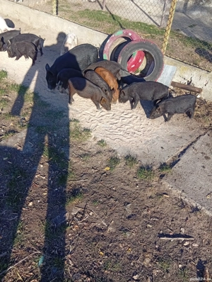 purcei vietnamezi  - imagine 2