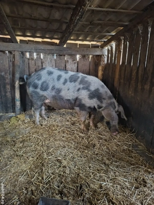 Porc mare pentru sacrificat