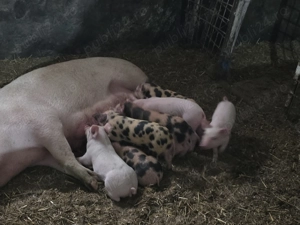 Vand Purcei  Rasa de carne