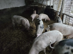 Vand porci greutate 70-130 kg - imagine 2