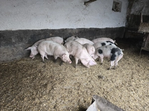 Vand porci greutate 70-130 kg