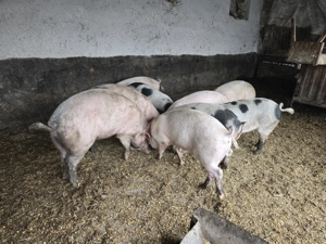 Vand porci greutate 70-130 kg - imagine 3