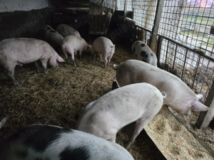 Vand porci greutate 70-130 kg - imagine 5