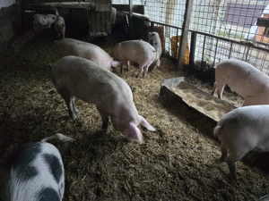 Vand porci greutate 70-130 kg - imagine 4