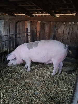 Porc mare pentru sacrificat 