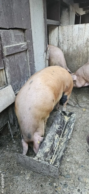 Vând porci de țară !!!