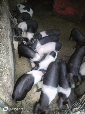 Matcă de Porci BAZNA