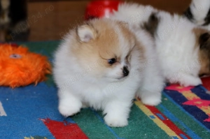 Pui pomeranian super mini - imagine 4
