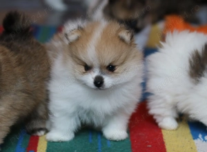 Pui pomeranian super mini - imagine 5