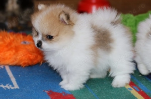 Pui pomeranian super mini - imagine 3