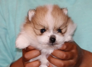 Pui pomeranian super mini