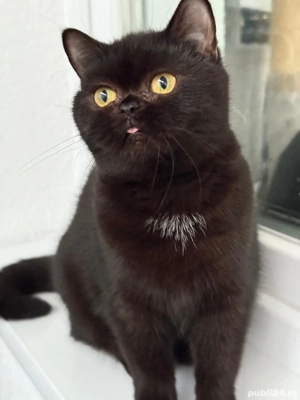 Scottish Straight - imagine 2