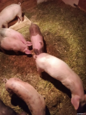 vind porcei crecuti cu ceriale