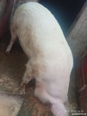 Porci de vanzare - imagine 2