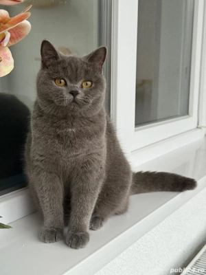 Scottish Strainght - imagine 4