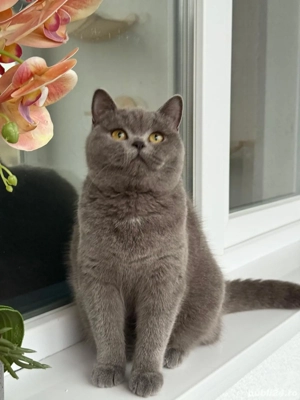 Scottish Strainght - imagine 2