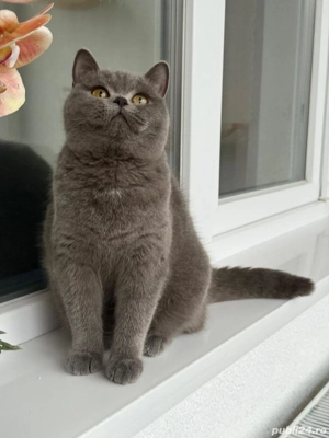 Scottish Strainght - imagine 3