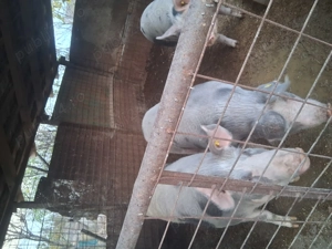 Porci de vanzare - imagine 2