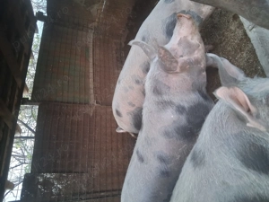 Vând porcii pe traian