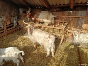 vand capre  - imagine 3