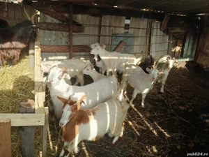 vand capre  - imagine 2