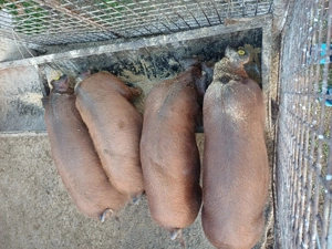 Vand soldani de duroc original - imagine 2