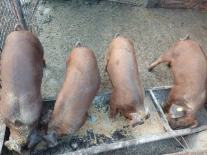 Vand soldani de duroc original - imagine 3